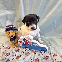 Perdita - White and black female Xoloitzcuintli puppy in Manitowoc, Wisconsin from Wonderland Kennel
