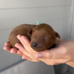 Bright blue - Red  male Goldendoodle puppy in Meridian, Idaho from Goldendoodle of Idaho