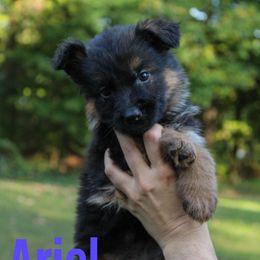 Purple - Black and red female German Shepherd puppy in New York from Spitze German Shepherds