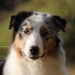 Bella - Australian Shepherd