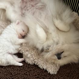 Pomeranian Puppies from Cream Puffs Pomeranians