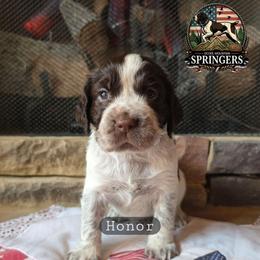 Honor - Liver white and roan male English Springer Spaniel puppy in Ocoee, Tennessee from Ocoee Mountain Springers