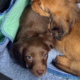 Dachshunds from East Texas Dachshunds