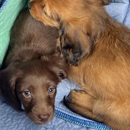 Dachshunds from East Texas Dachshunds