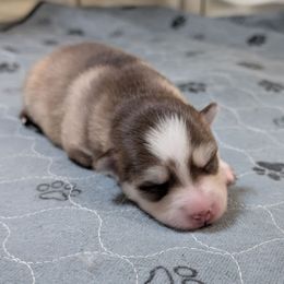 Pup 3 Red Female-ON HOLD - Red and white female Pomsky puppy in Hurleyville, New York from My Crazy Pomskys