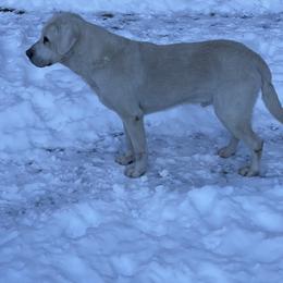 Cobalt - Labrador Retriever
