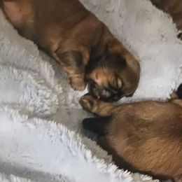 Shih Tzu Puppies from Peterson Shih Tzus