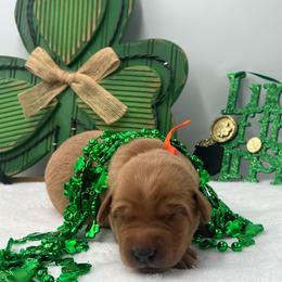 Orange - Yellow male Labrador Retriever puppy in Heath Springs, South Carolina from Rich Hill Retrievers