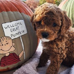 Girl 3 - Chocolate Cavapoo puppy in Tennessee from Shannan's Cavapoos