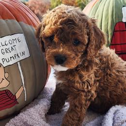 Girl 3 - Chocolate Cavapoo puppy in Tennessee from Shannan's Cavapoos