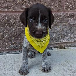 Boy 5 - Liver and white male German Wirehaired Pointer puppy in Potosi, Wisconsin from Point and Flush Gun Dogs