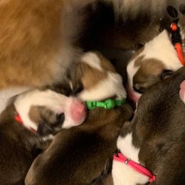 Pembroke Welsh Corgi Puppies from Silver Mae Kennel