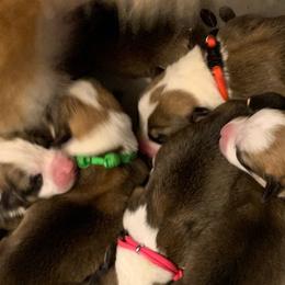 Pembroke Welsh Corgi Puppies from Silver Mae Kennel