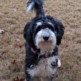 Leeli - Aussiedoodle
