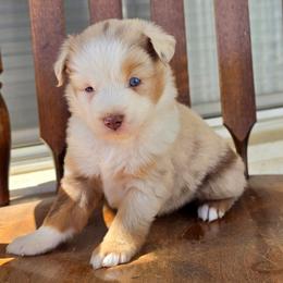 Australian Shepherd, Companion Cross, Miniature American Shepherd, Miniature Australian Shepherd, and Toy Australian Shepherd Puppies from Aloe Aussies