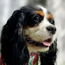 Sophie - Cavalier King Charles Spaniel