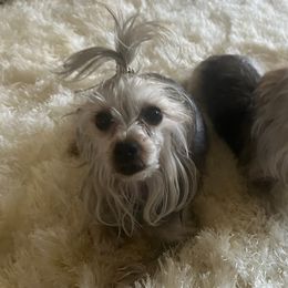 Yorkshire Terriers from Precious breeding