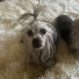 Yorkshire Terriers from Precious breeding