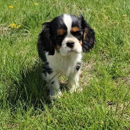 Walter - Tri-color Cavalier King Charles Spaniel puppy in Prophetstown, Illinois from AlKemy Pure Bred