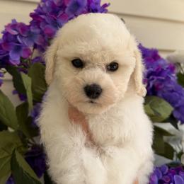 Purple Girl - White and apricot female Bichon Frise puppy in Miller Place, New York from Doriann Bichons