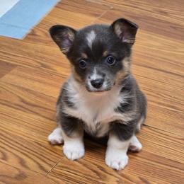 Bluie - Gray and white female American Corgi puppy in Clovis, New Mexico from Sweet & Salty Cowdogs