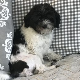 Cookie - Havanese