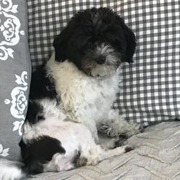 Cookie - Havanese