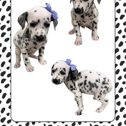 GUARDIAN - White and black female Dalmatian puppy in Waxahachie, Texas from Tiff’s Dalmatian Plantation