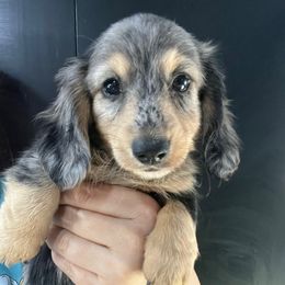 Andre - Dapple male Dachshund puppy in Bigfork, Minnesota from Dachshunds Up North