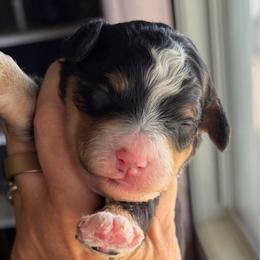 Black tri male - Tri-color male Bernedoodle puppy in Lincoln, Nebraska from GRand Doodles