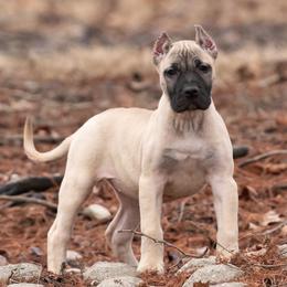 Lighter fawn girl - Fawn female Perro de Presa Canario puppy in Leitchfield, Kentucky from Rey Gladiador Presa Canario