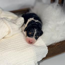 Arlo - Parti male Poodle puppy in Detroit Lakes, Minnesota from Pickerel Pups