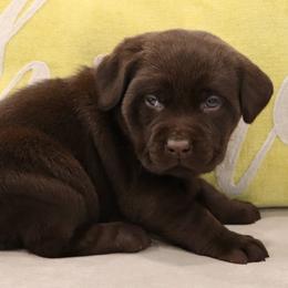 Cuddles - Chocolate female Labrador Retriever puppy in Camden, Indiana from Camden's Caring Canines