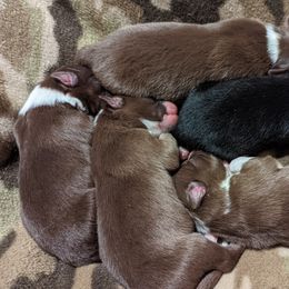 Border Collie Puppies from Platts Hill Border Collies
