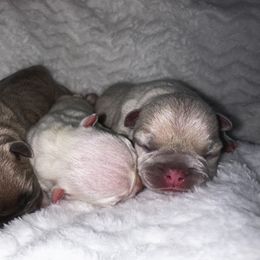 French Bulldog Puppies from ImAgem Frenchies