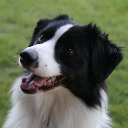 Jack - Miniature Australian Shepherd