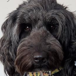 Frankie - Goldendoodle