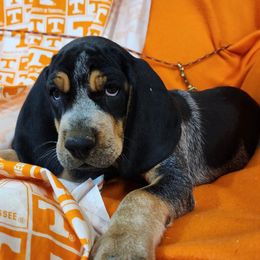 Bluetick Coonhound and Labrador Retriever Puppies from Five Oaks Retreat