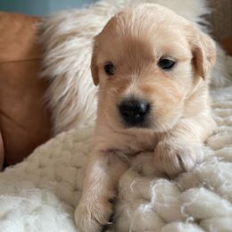Golden Retriever Puppies from Bent Golden Retrievers