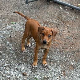 Caramel - Red wheaten female Rhodesian Ridgeback puppy in Carney, Oklahoma from River Run Parson Russell terriers & River Run Ridgebacks