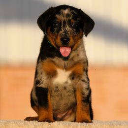 Aragorn - 5350 - Harlequin male Beauceron puppy in Rockwall, Texas from Elitehaus