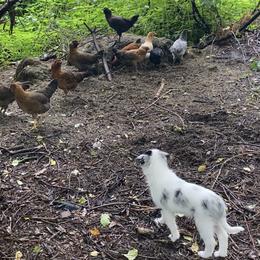 Border Collie puppies from Mulligan Farm Border Collies