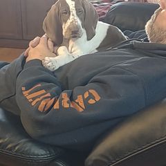 Bracco Italiano Puppies from Bracco Dynasty