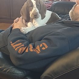 Bracco Italiano Puppies from Bracco Dynasty