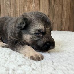 Black male - Black and cream male German Shepherd puppy in Lebanon County, Pennsylvania from Regalimage