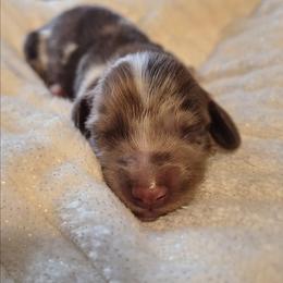 River - Dapple male Dachshund puppy in Hiddenite, North Carolina from Dannie's Doxies