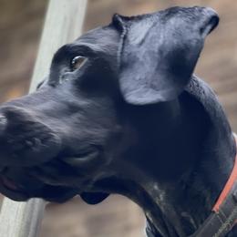 Gunner - German Shorthaired Pointer