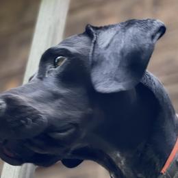 Gunner - German Shorthaired Pointer