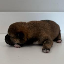Yoda - Sesame female Shiba Inu puppy in Covington, Ohio from Rustic Country Shibas