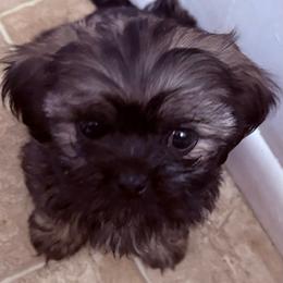 Boy4 - Brindle and white male Shih Tzu puppy in Kingsland, Georgia from Shih-Tzu Puppy Dynasty